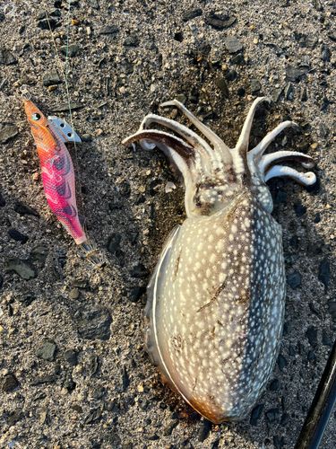 シリヤケイカの釣果