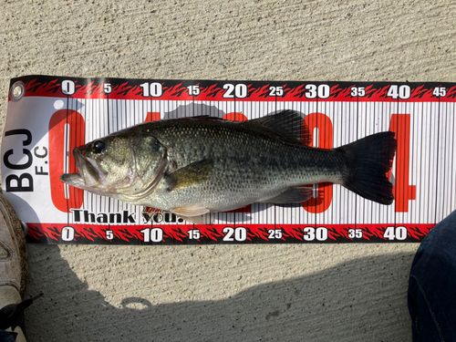 ラージマウスバスの釣果