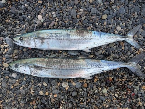 サゴシの釣果