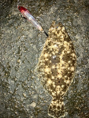ソゲの釣果