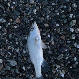 セイゴ（ヒラスズキ）