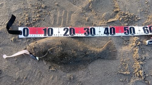 ヒラメの釣果