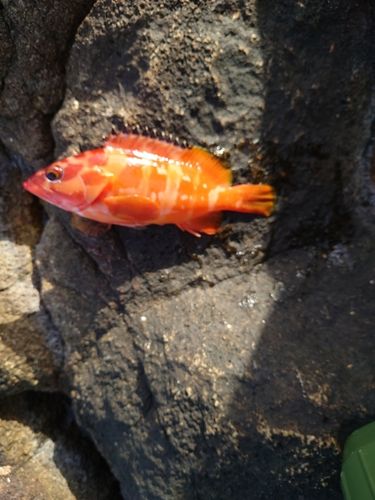 ヒラスズキの釣果