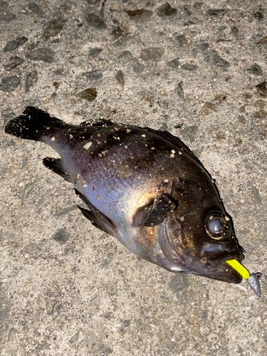 メバルの釣果