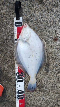 マガレイの釣果