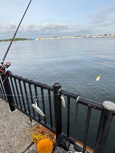 カタクチイワシ