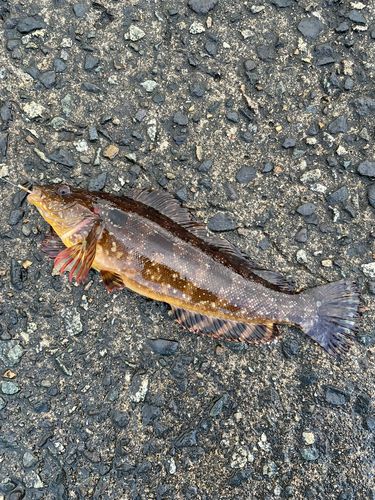 ベラの釣果