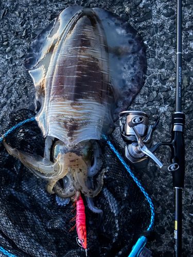アオリイカの釣果