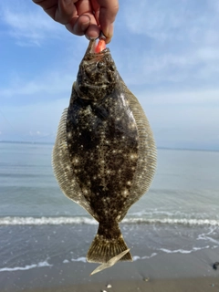 ヒラメの釣果