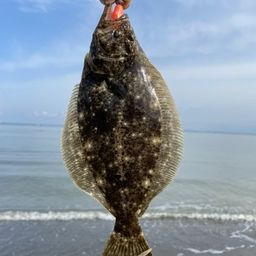 ヒラメ