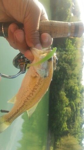 ブラックバスの釣果