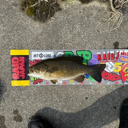 スモールマウスバス