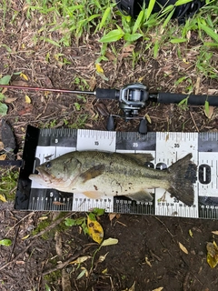 ラージマウスバスの釣果