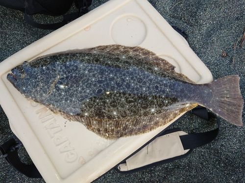 ヒラメの釣果