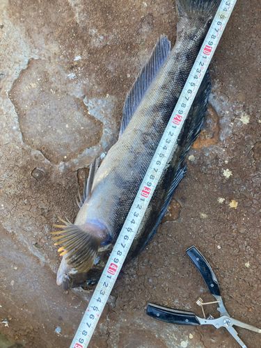 アイナメの釣果
