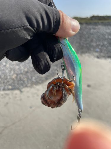 釣果