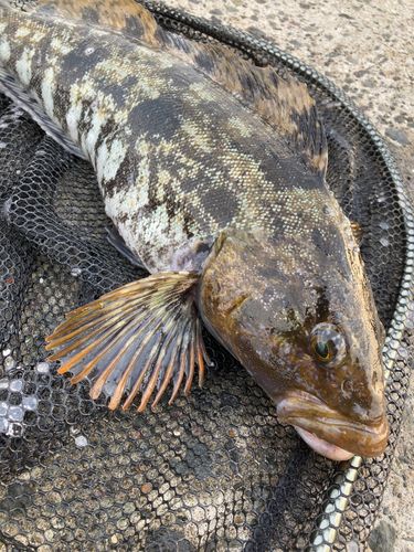 アイナメの釣果