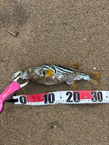 シマフグの釣果