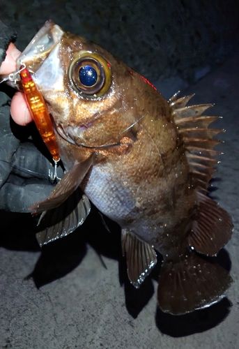 メバルの釣果
