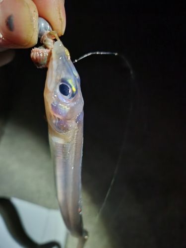 クロソイの釣果