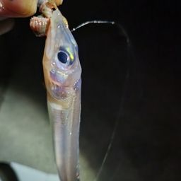クロソイ
