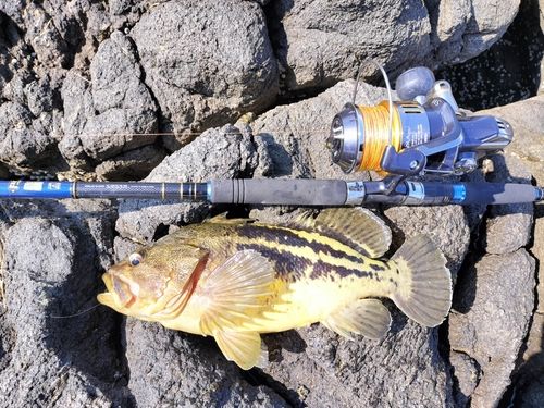 シマソイの釣果