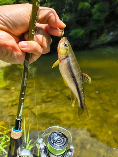 カワムツの釣果