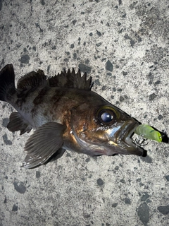 シロメバルの釣果