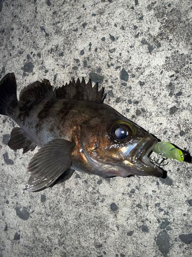 シロメバルの釣果
