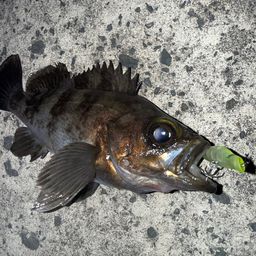 シロメバル