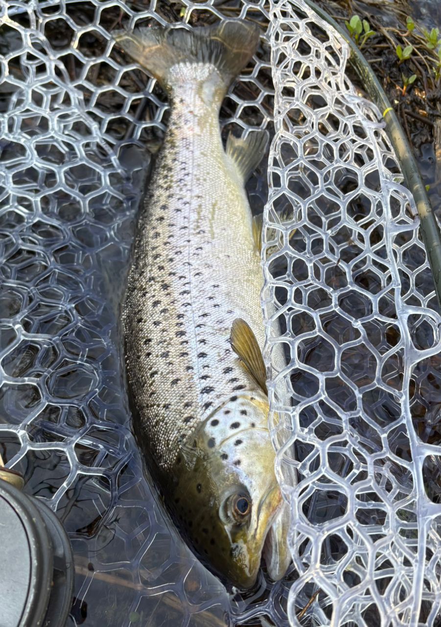 ブラウントラウト