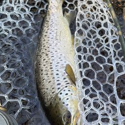 ブラウントラウト