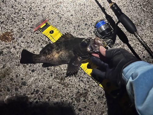 シロメバルの釣果