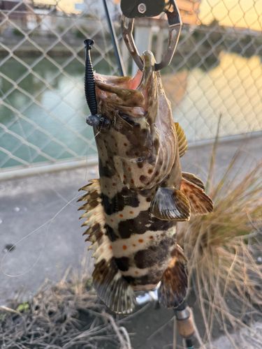 チャイロマルハタの釣果