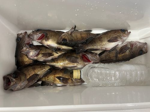 クロメバルの釣果