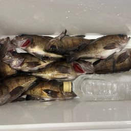 クロメバル