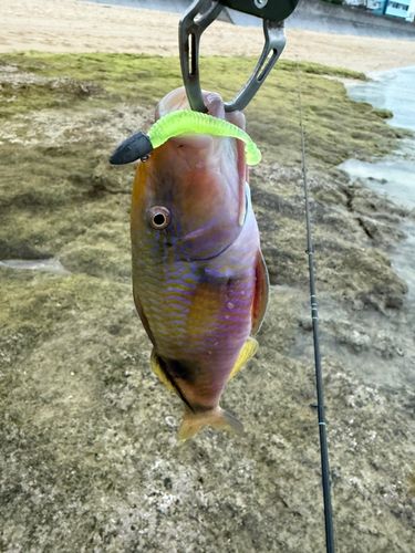 オジサンの釣果