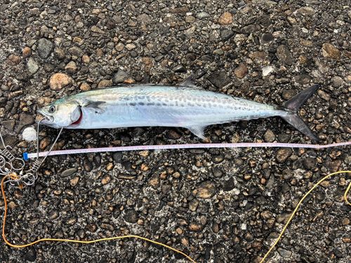 サゴシの釣果