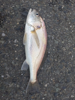 イシモチの釣果