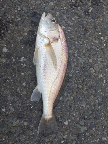 イシモチの釣果
