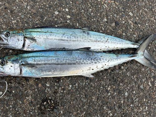 サゴシの釣果