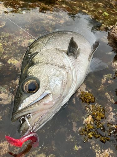 ヒラスズキの釣果