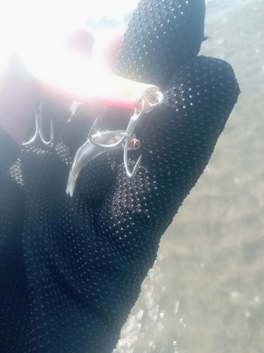 クサフグの釣果