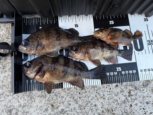 メバルの釣果