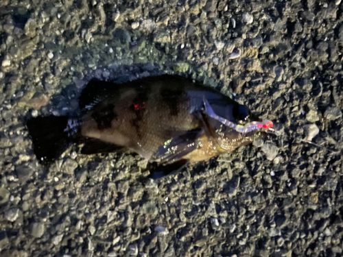 シロメバルの釣果