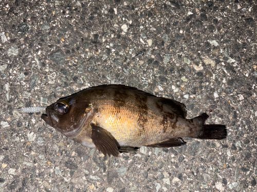 クロメバルの釣果