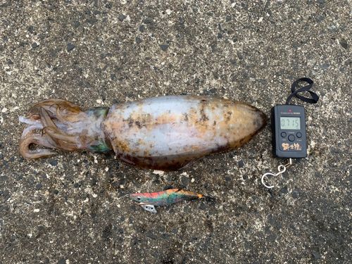 アオリイカの釣果