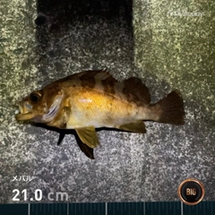 シロメバルの釣果