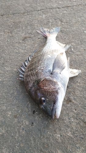 クロダイの釣果