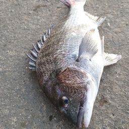 クロダイ